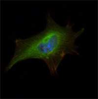 Anti-FMR1 Antibody (7X357)