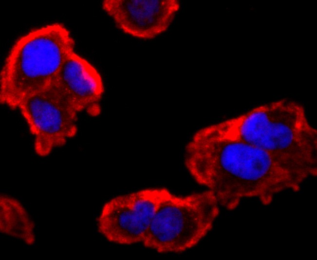 Anti-FMR1 Antibody (9X925)
