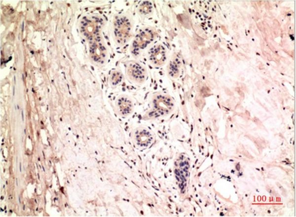 Anti-Gamma Tubulin Antibody (8J368)