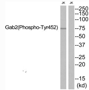 Anti-Phospho-GAB2 (Tyr452) Polyclonal Antibody