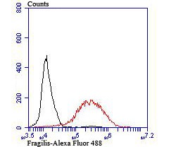 Anti-Fragilis/IFITM3 Antibody (5N399)