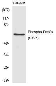 Anti-Phospho-FOXO4 (Ser197) Polyclonal Antibody