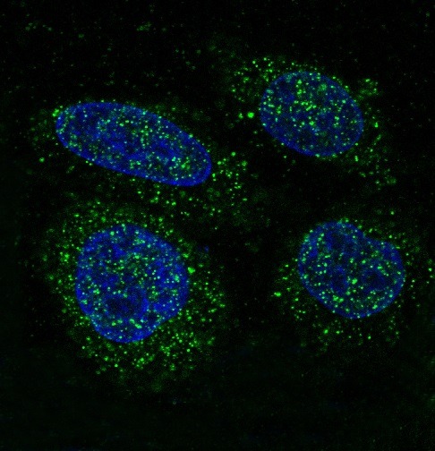 Anti-FGFR1 Antibody (9Z597)