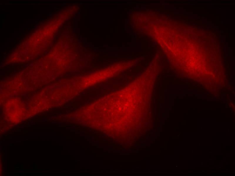 Anti-Phospho-G3BP1 (Ser232) Polyclonal Antibody