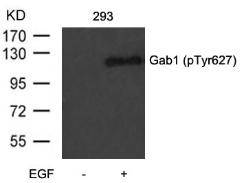 Anti-Phospho-GAB1 (Tyr627) Polyclonal Antibody