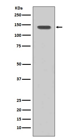 Anti-FGFR1 Antibody (9Z597)