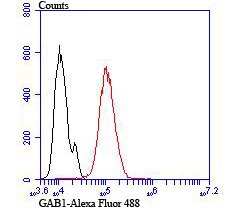 Anti-GAB1 Antibody (4I330)