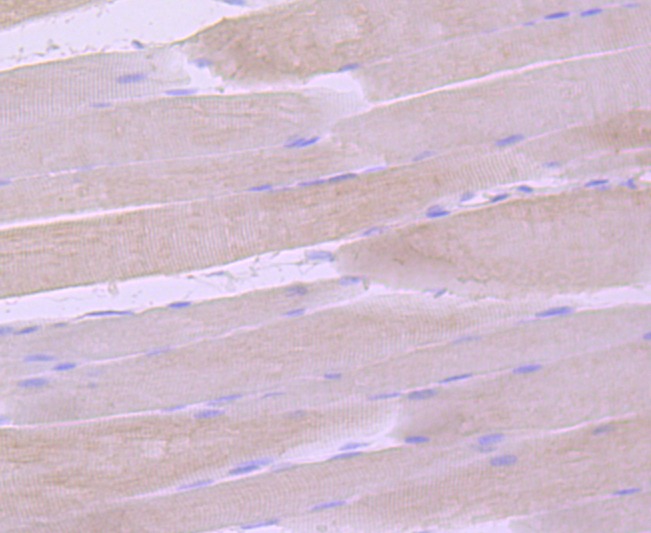 Anti-gamma Sarcoglycan Antibody (3H334)