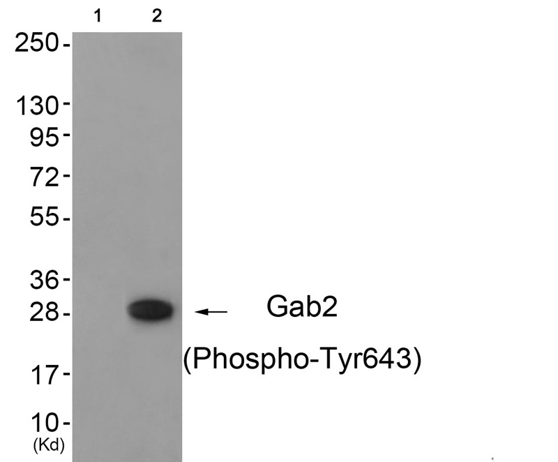 Anti-Phospho-GAB2 (Tyr643) Polyclonal Antibody