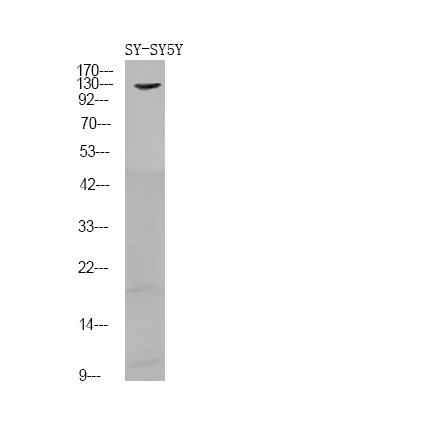 Anti-Phospho-FGFR1/2 (Tyr730/733) Polyclonal Antibody