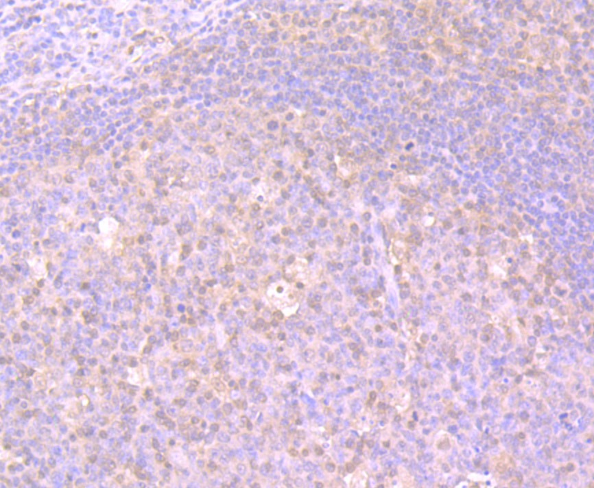 Anti-GSH-S Antibody (2N377)