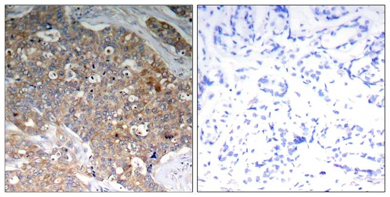 Anti-Phospho-GSK3A/B (Tyr279, 216) Polyclonal Antibody