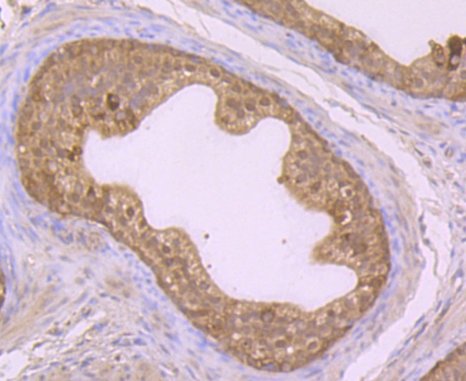 Anti-GSH-S Antibody (2N377)