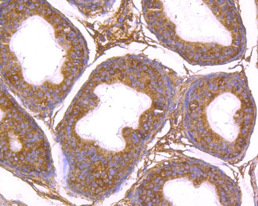 Anti-Gp83 Antibody (5D307)