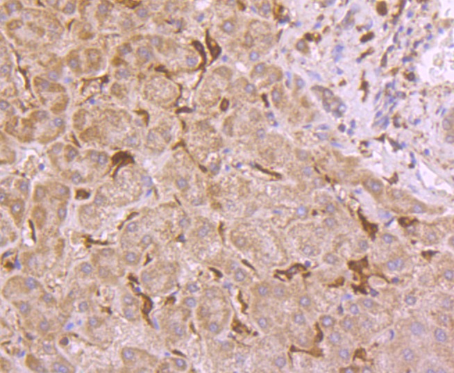 Anti-GPX1 Antibody (4U620)