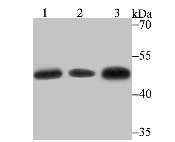 Anti-GSH-S Antibody (2N377)