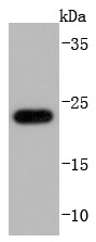 Anti-GPX1 Antibody (4U620)