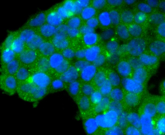 Anti-GPX1 Antibody (4U620)