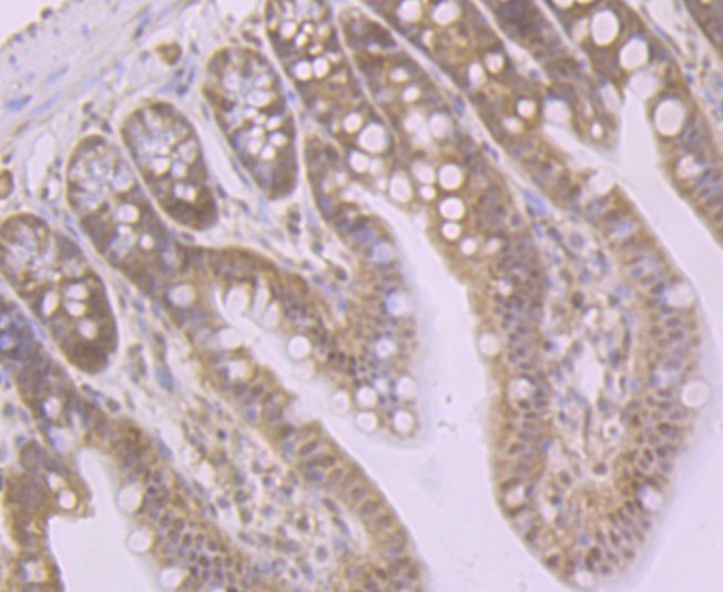 Anti-GSH-S Antibody (2N377)
