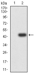 Anti-GRM7 Antibody (6J762)