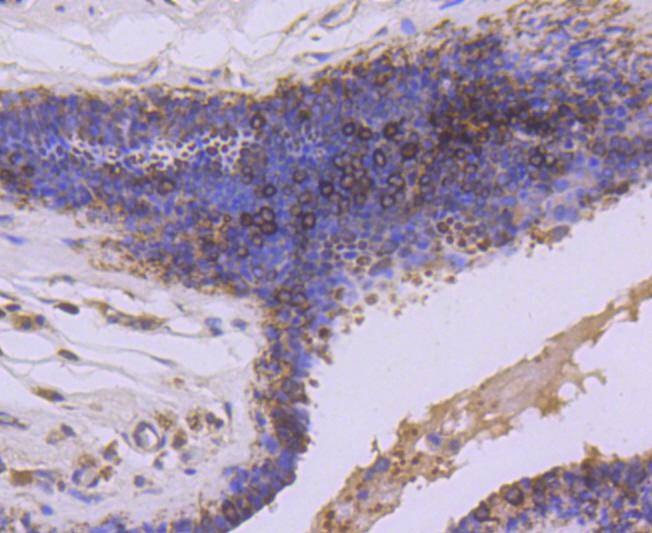Anti-GSK3B Antibody (1A830)