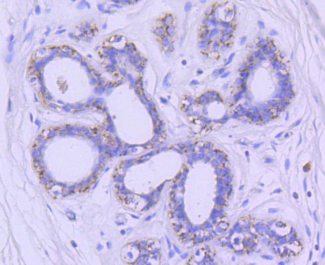 Anti-GSK3B Antibody (1A830)