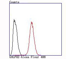 Anti-GOLM1 Antibody (8V618)