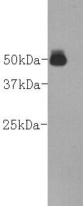 Anti-Goat IgG heavy chain Antibody (7C959)