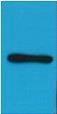 Anti-HA Tag Antibody (9U839)