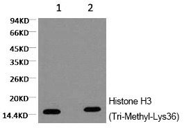 Anti-Tri-methyl-HIST1H3A (Lys36) Antibody (7X387)