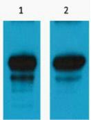 Anti-HA Tag Antibody (7H489)