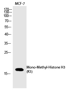 Anti-Mono-methyl-HIST1H3A (Lys5) Polyclonal Antibody