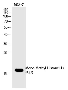 Anti-Mono-methyl-HIST1H3A (Lys37) Polyclonal Antibody