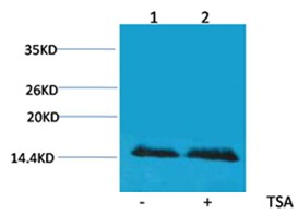 Anti-Acetyl-Histone H2B type 1-B (Lys5) Polyclonal Antibody