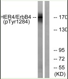 Anti-Phospho-HER4/ERBB4 (Tyr1284) Polyclonal Antibody