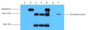 Anti-HA Tag Antibody (9B107)