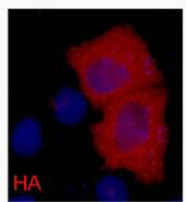 Anti-HA Tag Antibody (9B107)