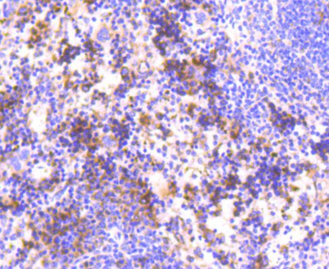 Anti-HAPLN1 Antibody (1R32)