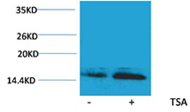 Anti-Acetyl-Histone H2B type 1-B (Lys23) Polyclonal Antibody
