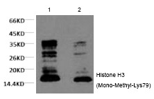 Anti-Mono-methyl-HIST1H3A (Lys79) Antibody (2R243)