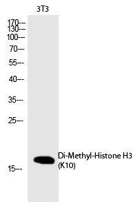 Anti-Di-methyl-Histone H3 (Lys10) Polyclonal Antibody