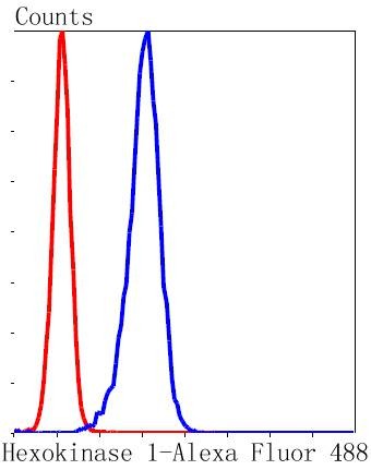Anti-HK1 Antibody (7G677)