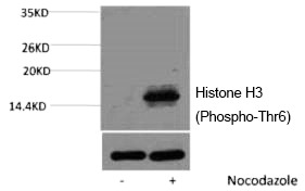 Anti-Phospho-HIST1H3A (Thr6) Polyclonal Antibody