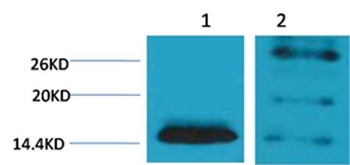 Anti-Di-methyl-Histone H2B type 1-B (Lys5) Polyclonal Antibody
