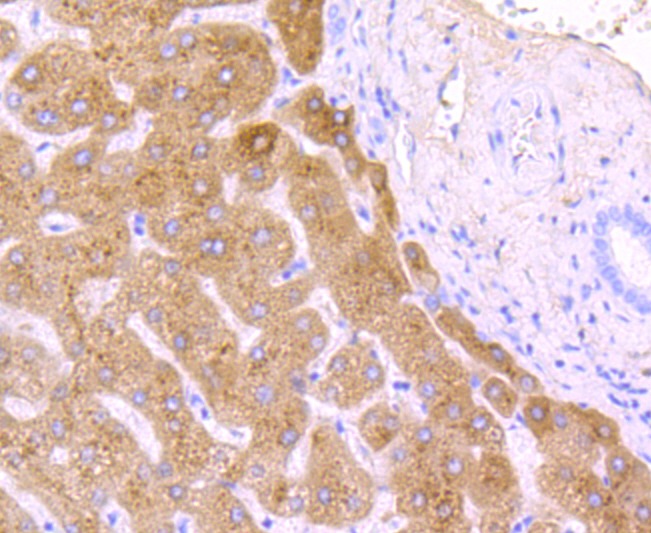Anti-Haptoglobin Antibody (8N175)