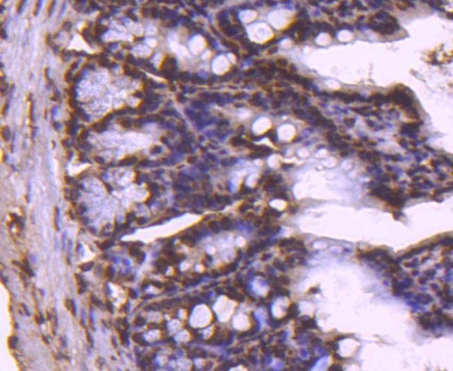Anti-Histone H2B type 1-K Antibody (4Z139)