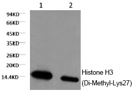 Anti-Di-methyl-HIST1H3A (Lys27) Antibody (9B72)