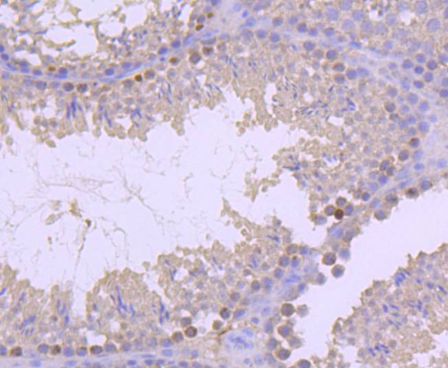 Anti-Mono-methyl-Histone H2B type 1-K (Arg79) Antibody (5Q957)