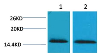 Anti-Tri-methyl-Histone H2B type 1-B (Lys43) Polyclonal Antibody