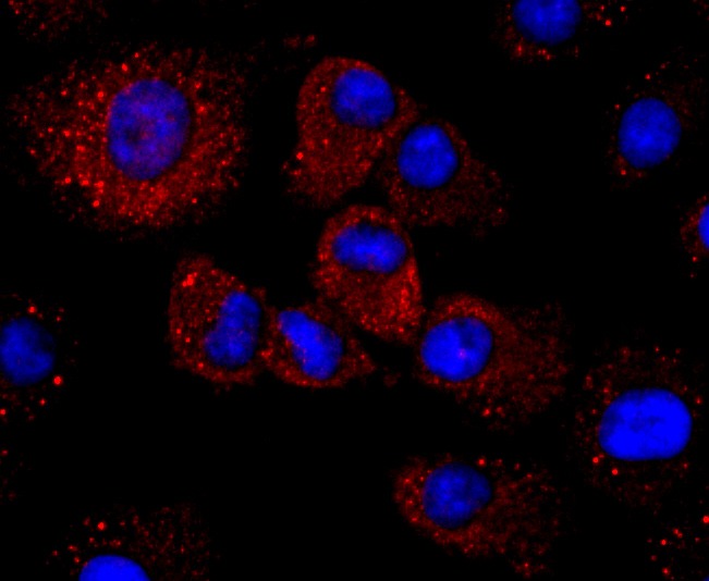 Anti-Haptoglobin Antibody (8N175)
